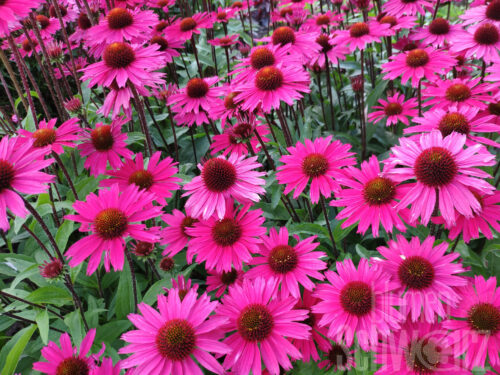 Echinacea Vintage pink, Sonnenhut