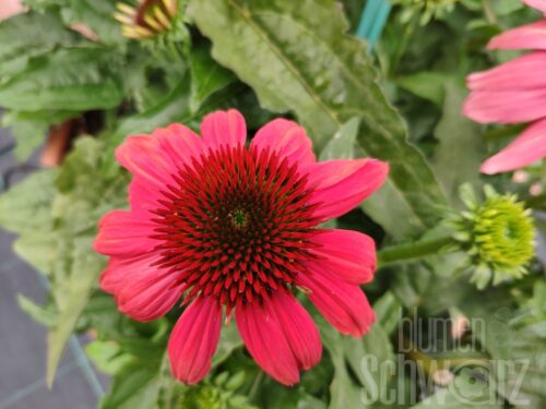 Echinacea Sunmagic Vintage Ruby, Roter Sonnenhut