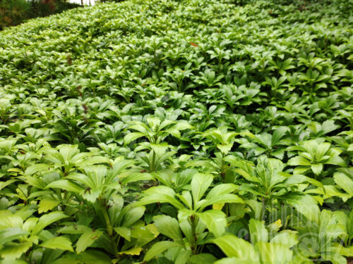 Pachysandra Green Carpet