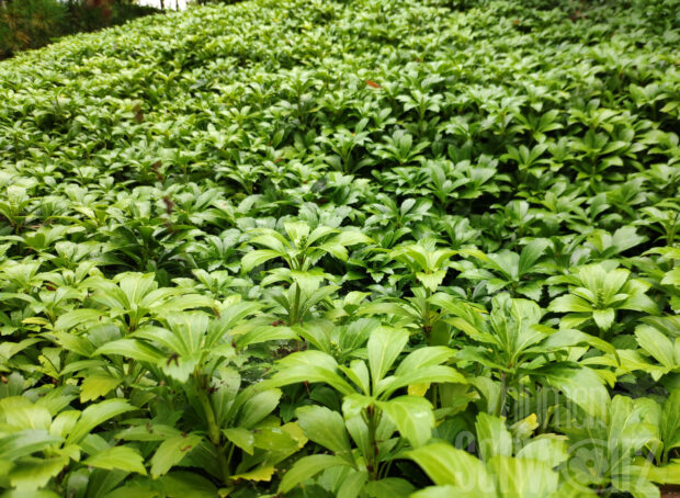 Pachysandra Green Carpet