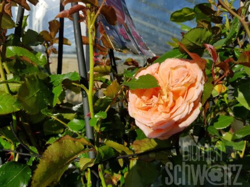 Rosa Mango, 60cm Stamm
