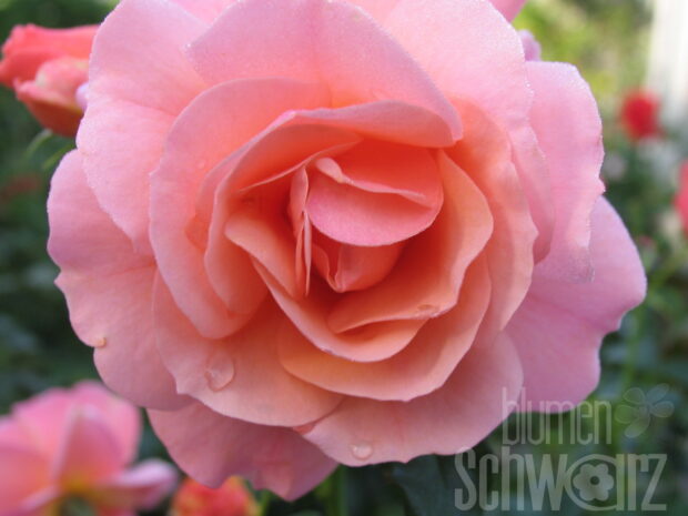 Rosa Schloß Ippenburg, zartrose