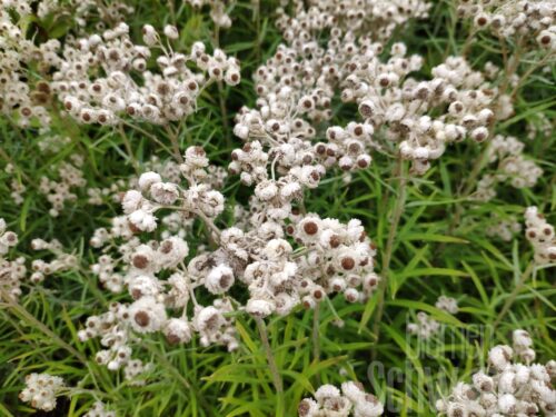 Anaphalis alpicola, Kleines Perlkörbchen
