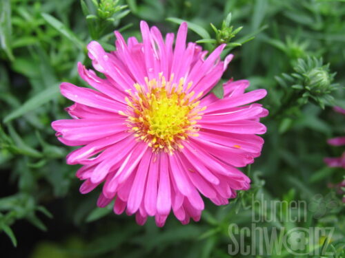 Aster d. Apollo, Weiße Kissenaster