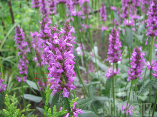 Betonica Saharan Pink, Dunkelrosa Zahnkraut