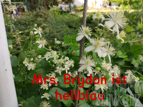 Clematis mandshurica, Weiße Waldrebe