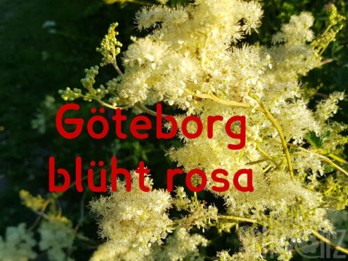 Filipendula Göteborg, Zwerg-Mädesüß