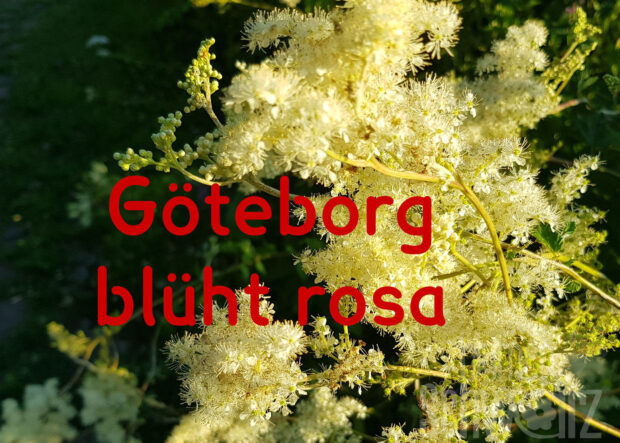 Filipendula Göteborg, Zwerg-Mädesüß