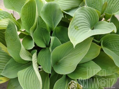 Hosta Blue Mouse Ears, Blaue Mini-Funkie