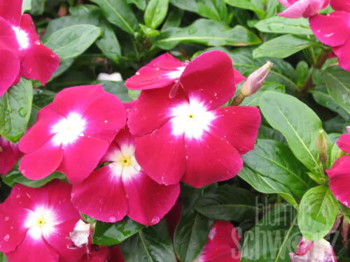 Catharanthus / Vinca div. Sorten