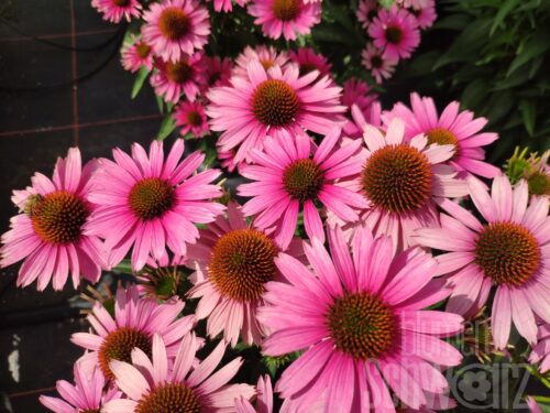 Echinacea Papallo Compact Rose