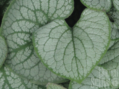 Brunnera Sea Heart, Kaukasusvergißmeinnicht