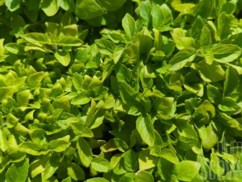 Ocimum tenuiforum, Heiliges Basilikum