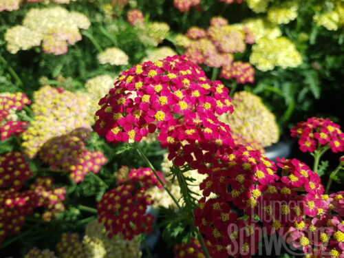 Achillea chrysocoma -Grandiflora-, Polster-Schafgarbe