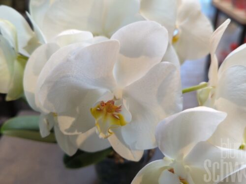 Phalaenopsis Tablo, weiß, niedrigwachsende