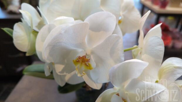 Phalaenopsis Tablo, weiß, niedrigwachsende