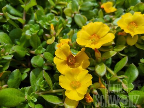 Portulaca Mega Pazzaz Gold,