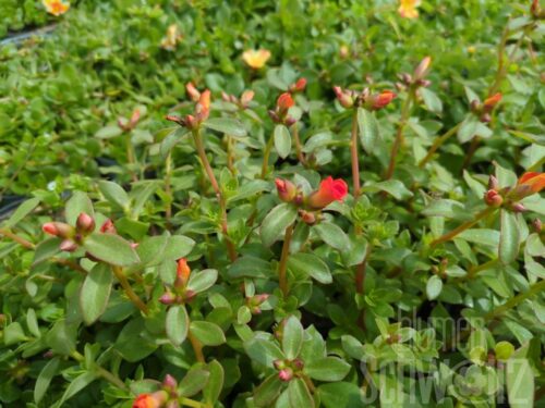 Portulaca Mega Pazzaz Orange