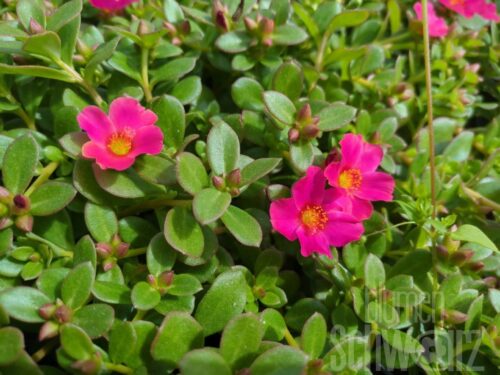 Portulaca Mega Pazzaz Purple