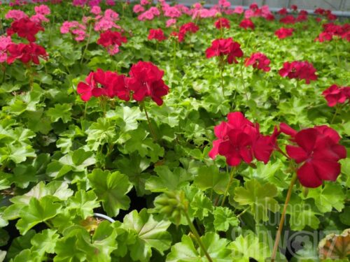 Pelargonium Marcada Dark Red