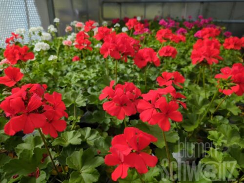 Pelargonium Marcada Orange