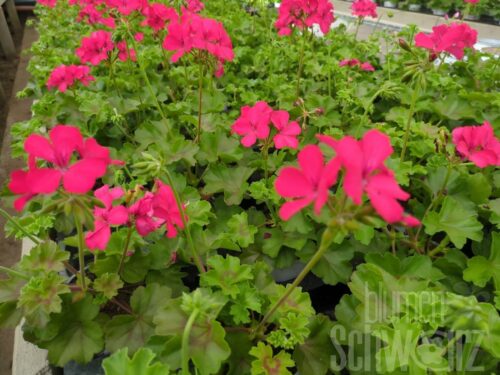 Pelargonium Marcada Pink Purple