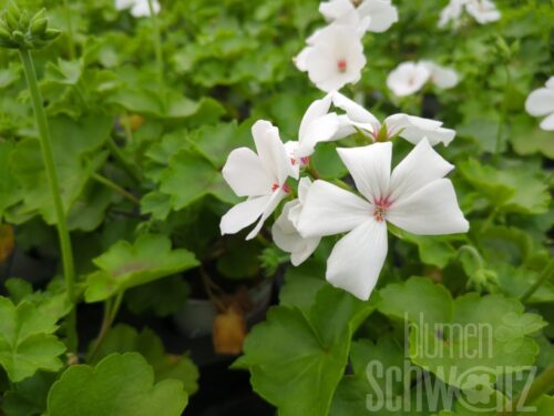 Pelargonium Marcada White