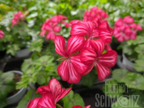 Pelargonium Mexikanerin