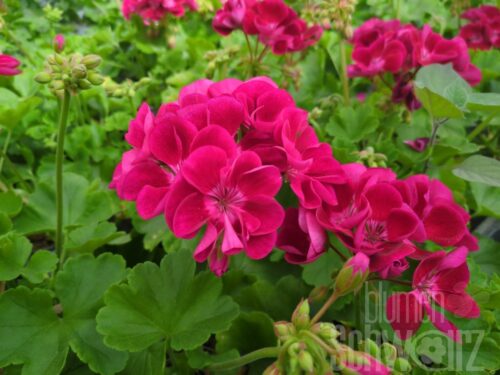 Pelargonium Happy Face Dark Red Mex
