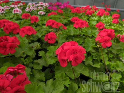 Pelargonium Two in One Scarlet Kiss