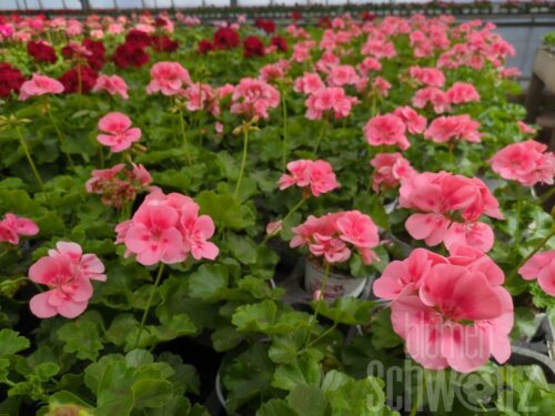 Pelargonium Two in One Peach