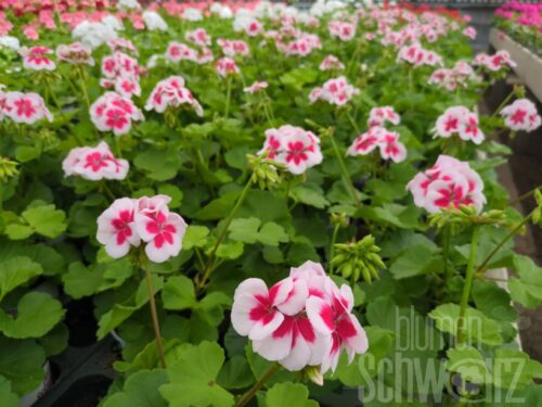 Pelargonium Two in One White Splash