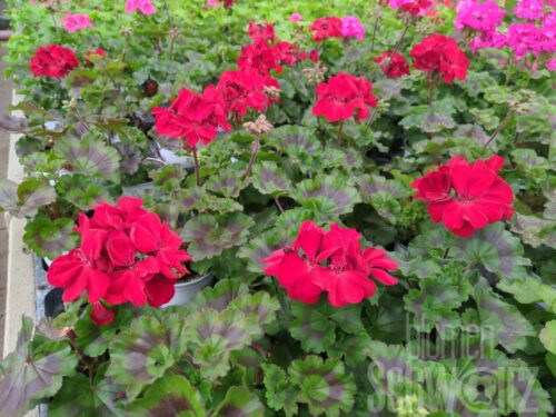 Pelargonium Two in One Ruby Red