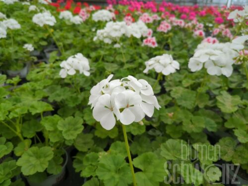Pelargonium Two in One White