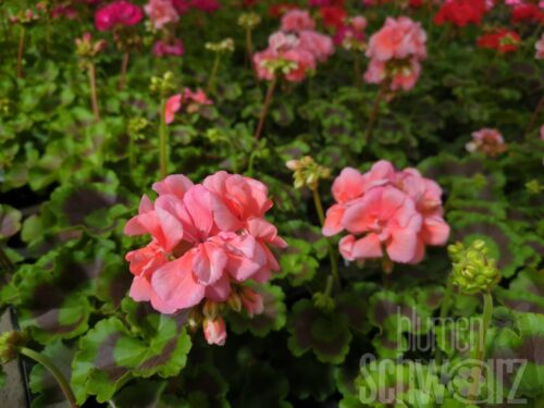 Pelargonium Calais