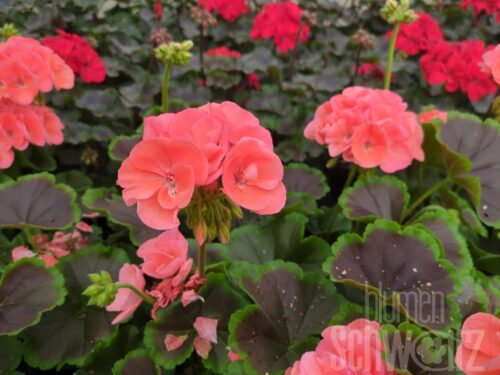Pelargonium Chocolate Aprikot