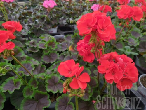 Pelargonium Chocolate Fire