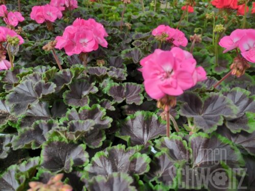 Pelargonium Chocolate Pink