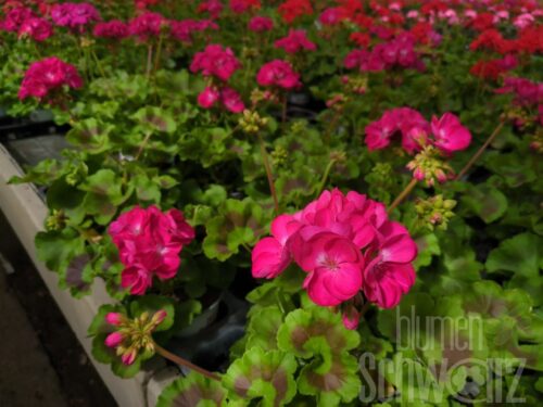 Pelargonium Ellen