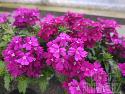 Verbena Drums Purple