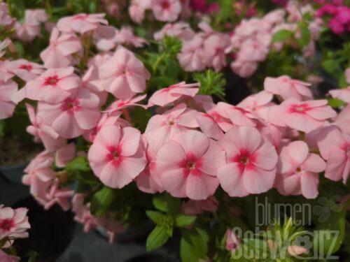 Phlox d. Gisele Light Pink,