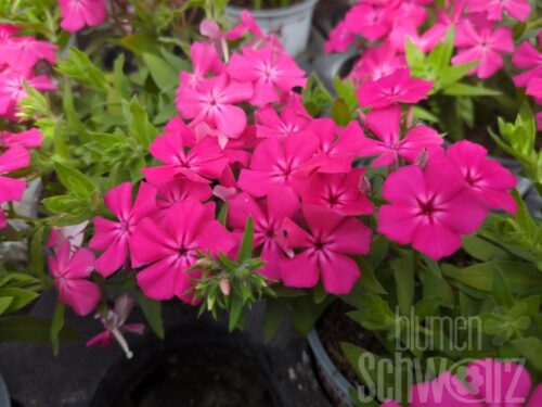 Phlox d. Gisele Hot Pink