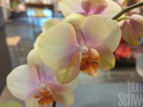 Phalaenopsis Tablo, rose-gelb, niedrigwachsend