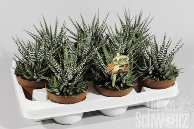 Haworthia fasciata -Big Band-