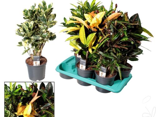 Codiaeum variegatum gemischt 5 sorten