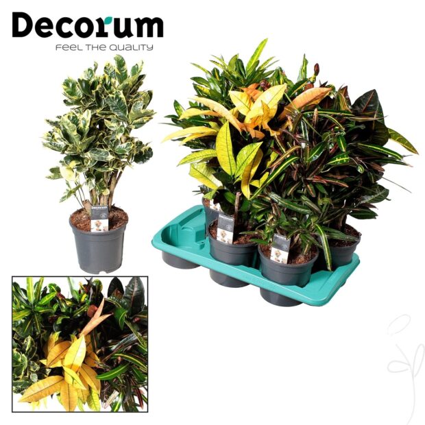 Codiaeum variegatum gemischt 5 sorten