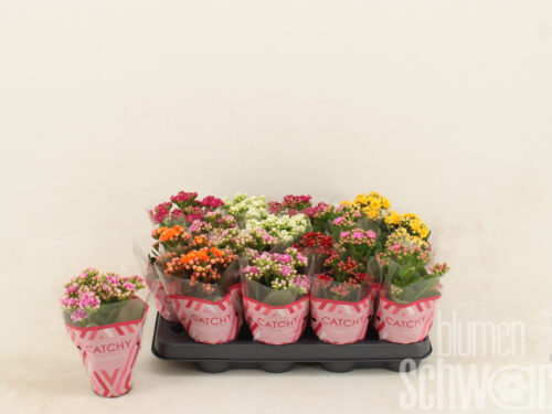 Kalanchoe gefüllt blossfeldiana gemischt 5 Farben