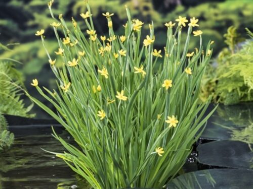 Sisyrinchium californicum