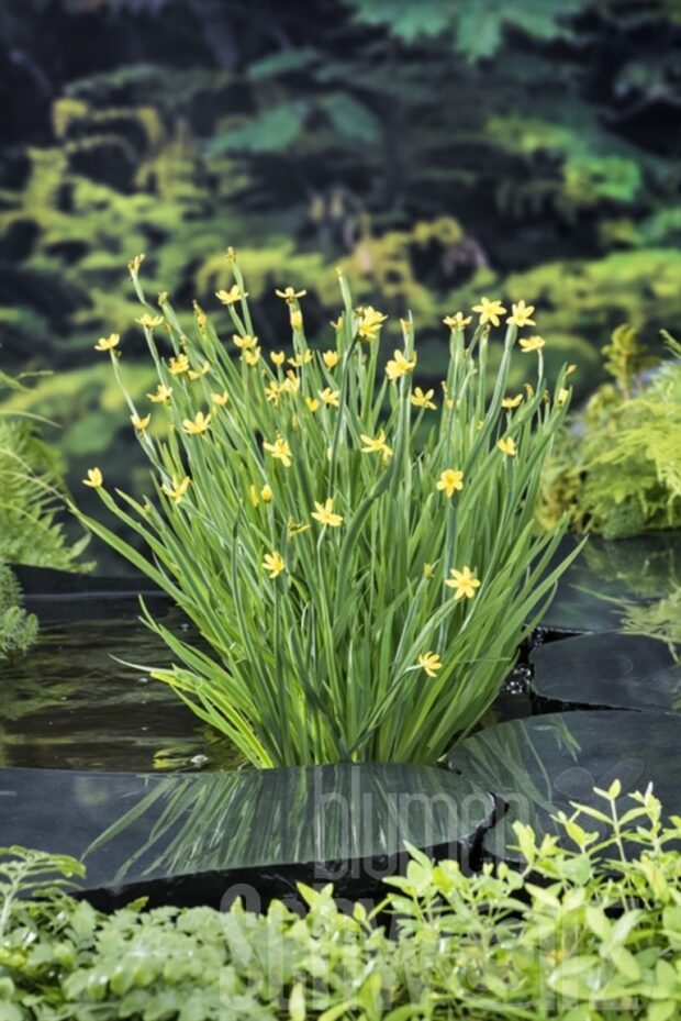 Sisyrinchium californicum