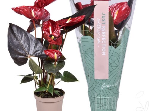 Anthurium (Andreanum Grp) Delicata
